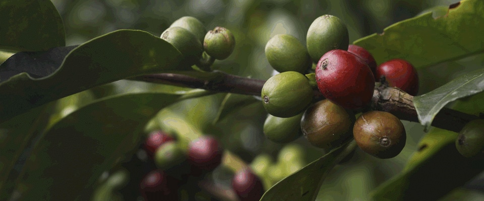 Coffee Facts