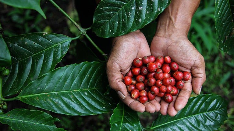 Handful of cranberries
