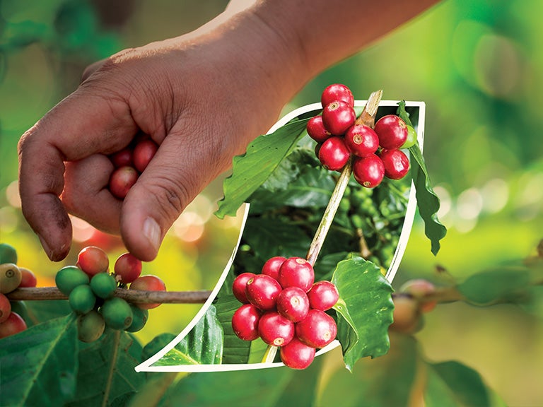 hand picking berries